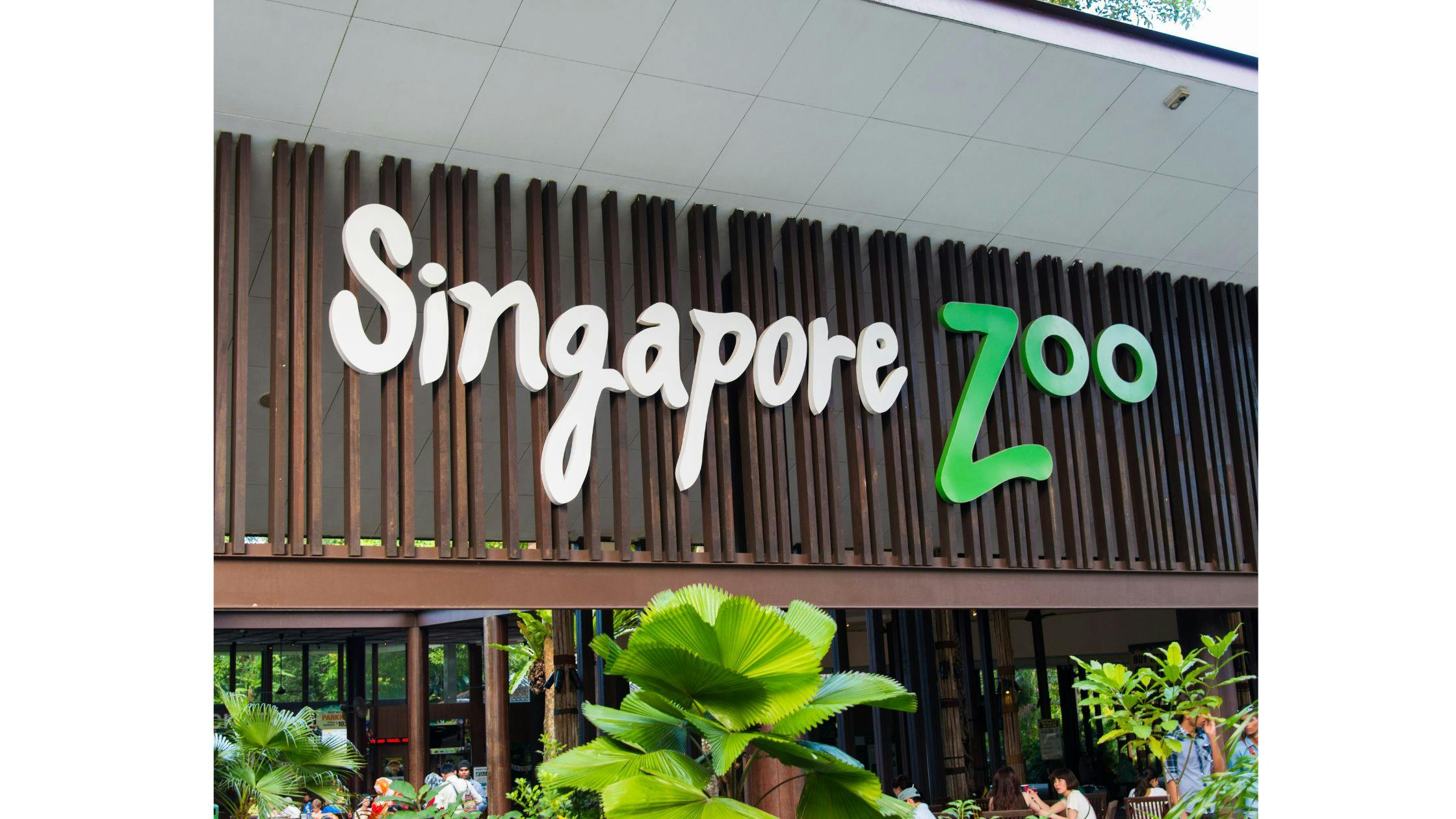 Explore the Singapore Zoo and Night Safari